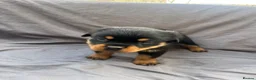 Rottweiler dogs for sale: Rottweiler pups - Advert 24