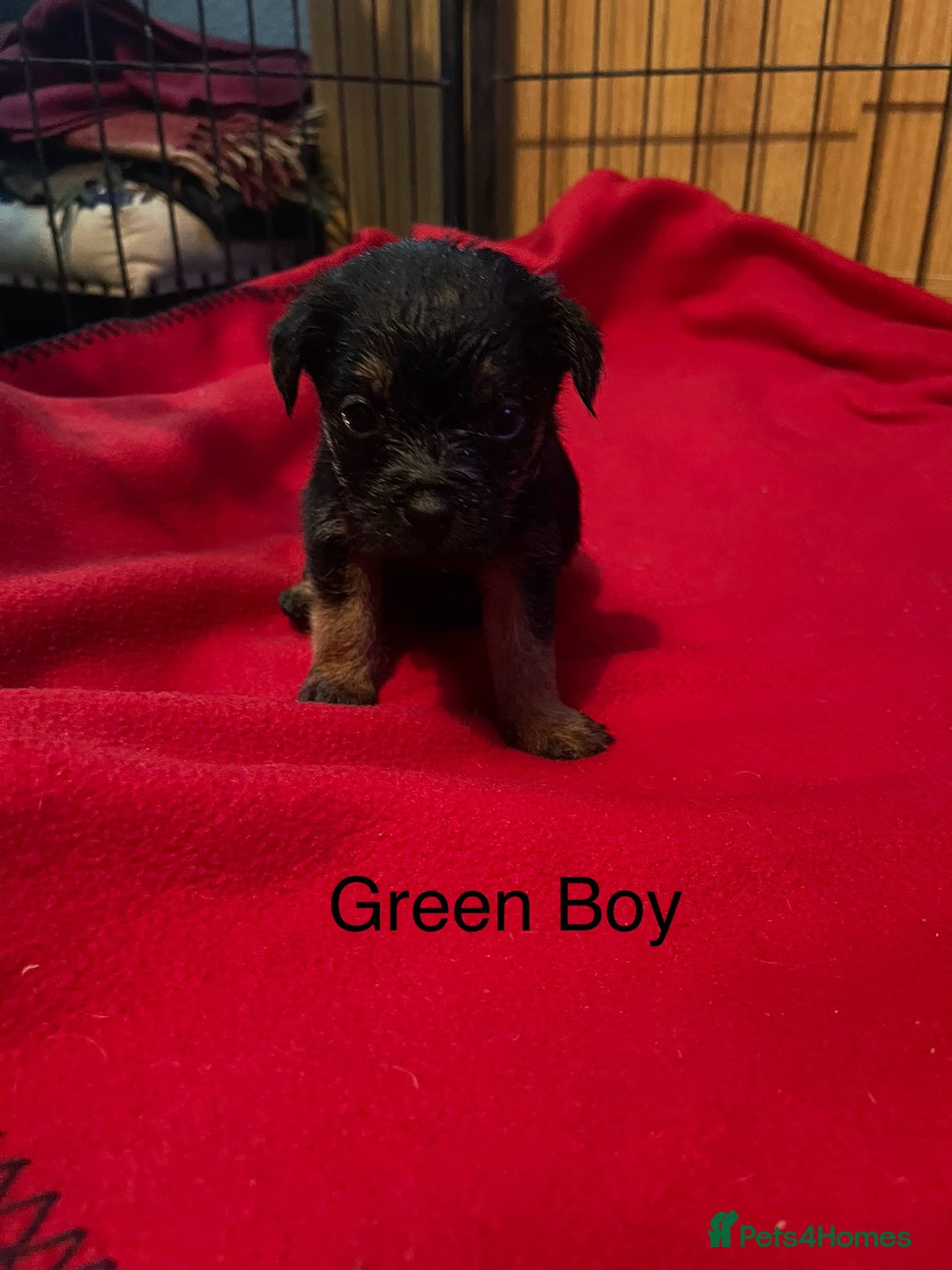 Border Terrier dogs for sale: Border Terrier Pups - Advert 9