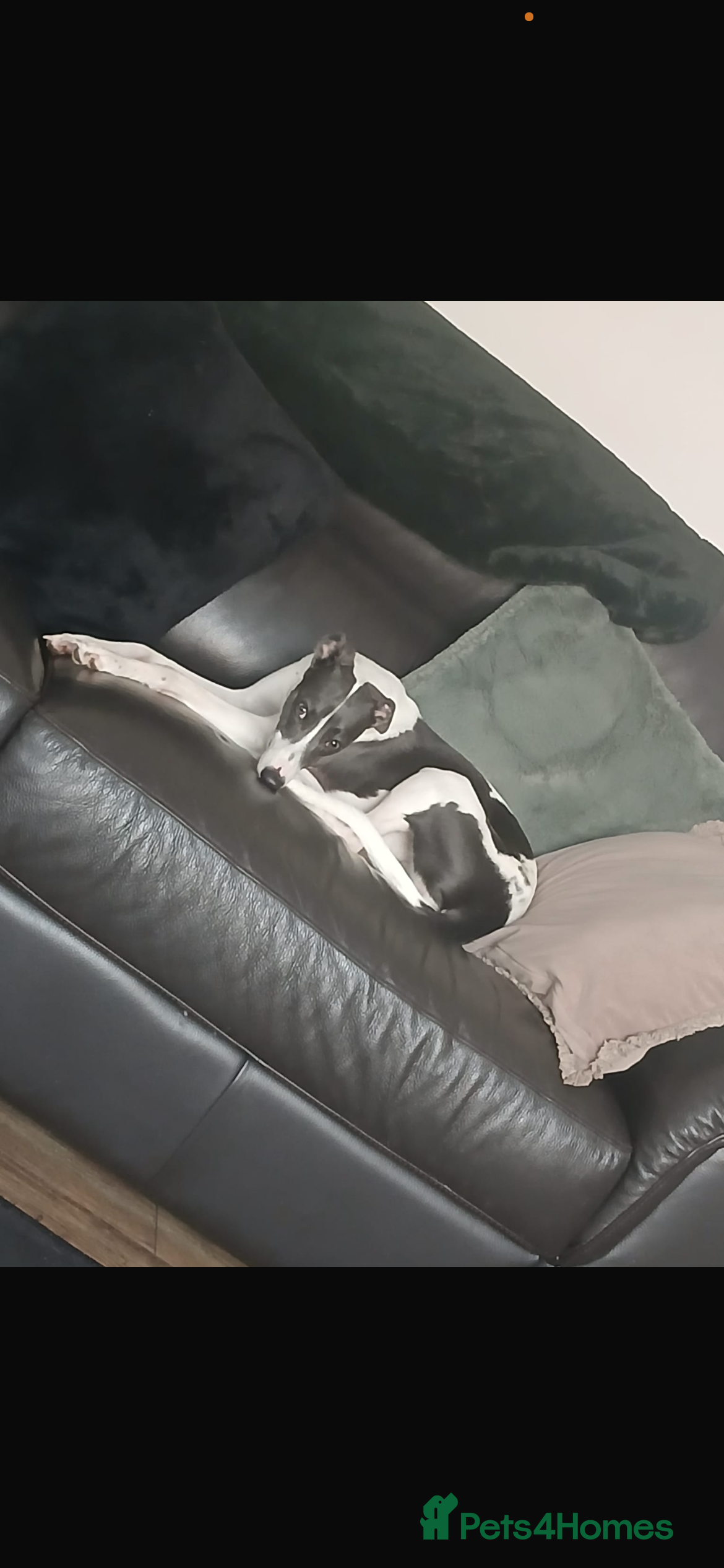 Whippet dogs Fern  - Advert 3