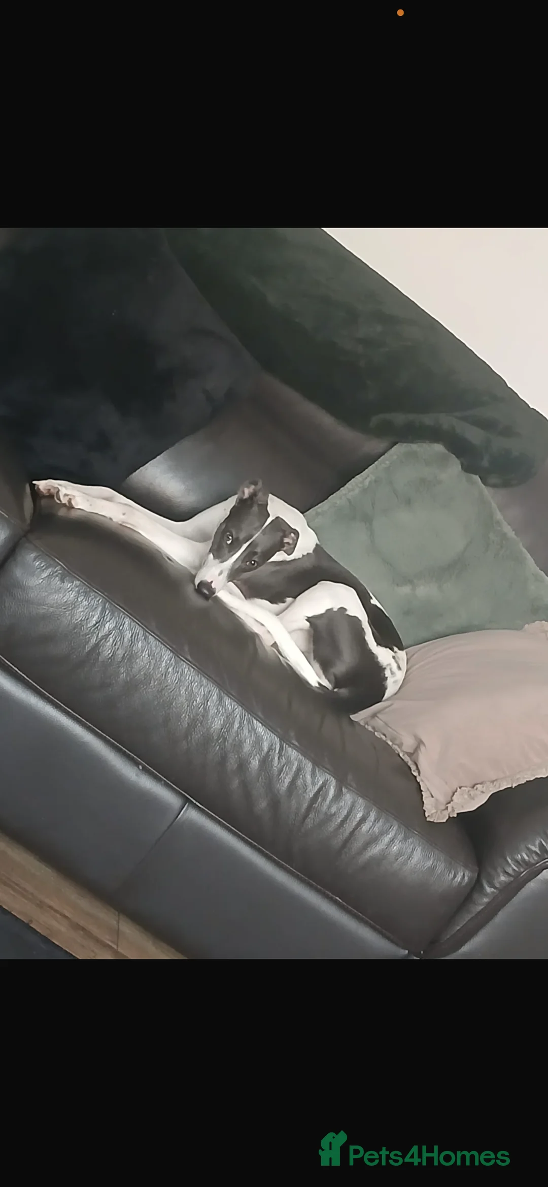 Whippet dogs for sale: Fern  in Peterlee - Advert 1