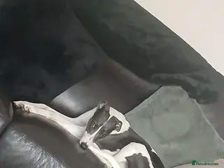 Whippet dogs Fern - Advert 3