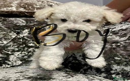 Poochon dogs for sale: Poochon puppies - Image 4