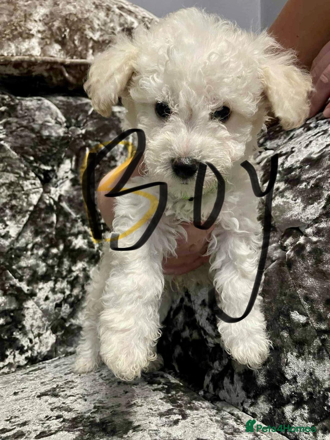 Poochon dogs for sale: Poochon puppies - Image 4