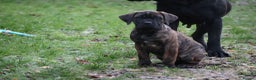 Presa Canario dogs for sale: Presa Canario Puppies (Recognised Breeder) - Advert 24