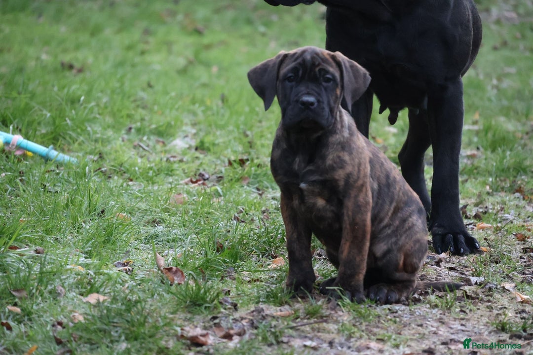 Presa Canario dogs for sale: Presa Canario Puppies (Recognised Breeder) - Advert 24