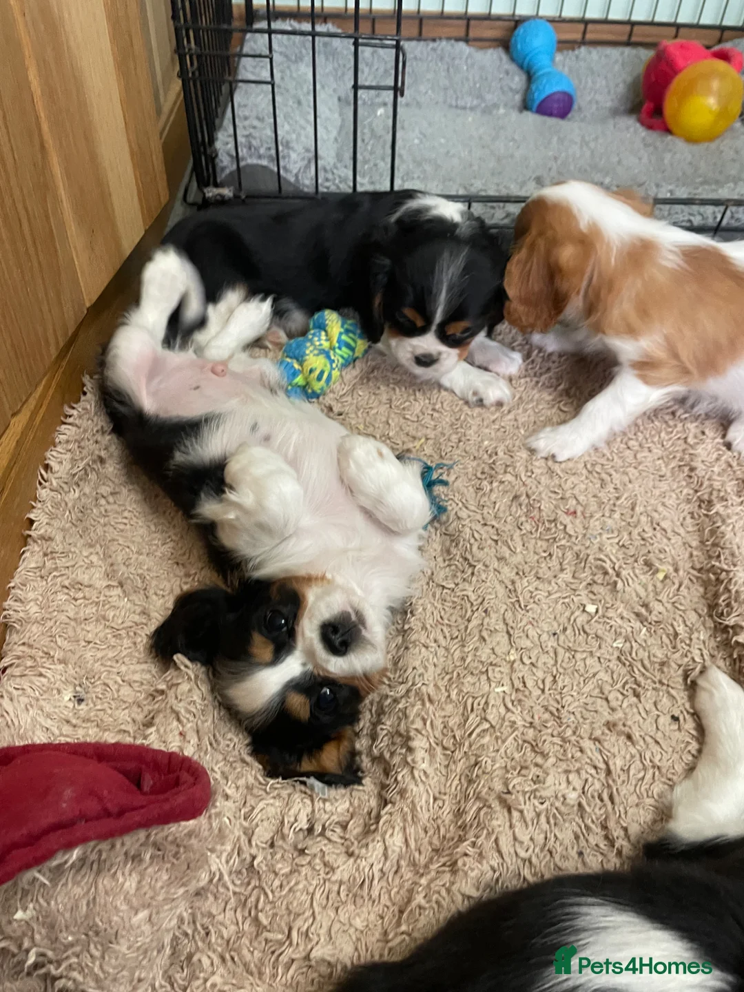 Cavalier King Charles Spaniel dogs for sale: K C Reg Cavalier King Charles  - Advert 2
