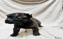 Mixed Breed dogs for sale: Beautiful frow frows for sale - Image 11