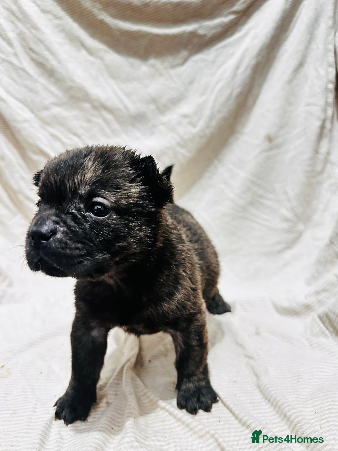 Mixed Breed dogs for sale: Beautiful frow frows for sale - Image 11