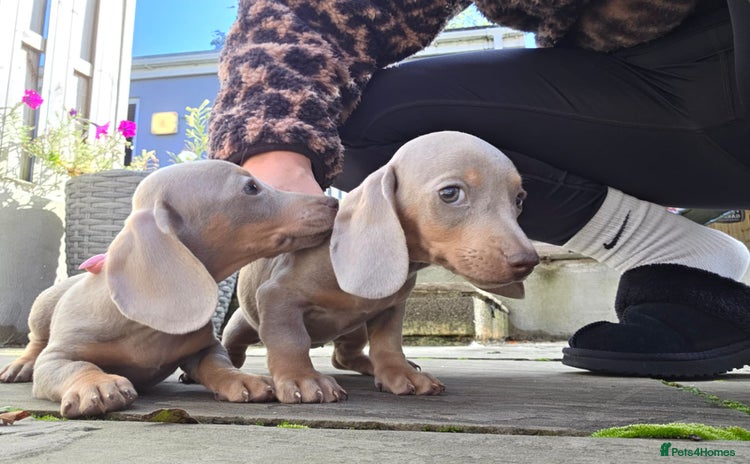 Dachshund dogs - Advert 2