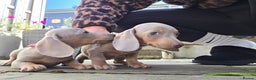 Dachshund dogs for sale:  Dachshund Puppies  - Advert 1
