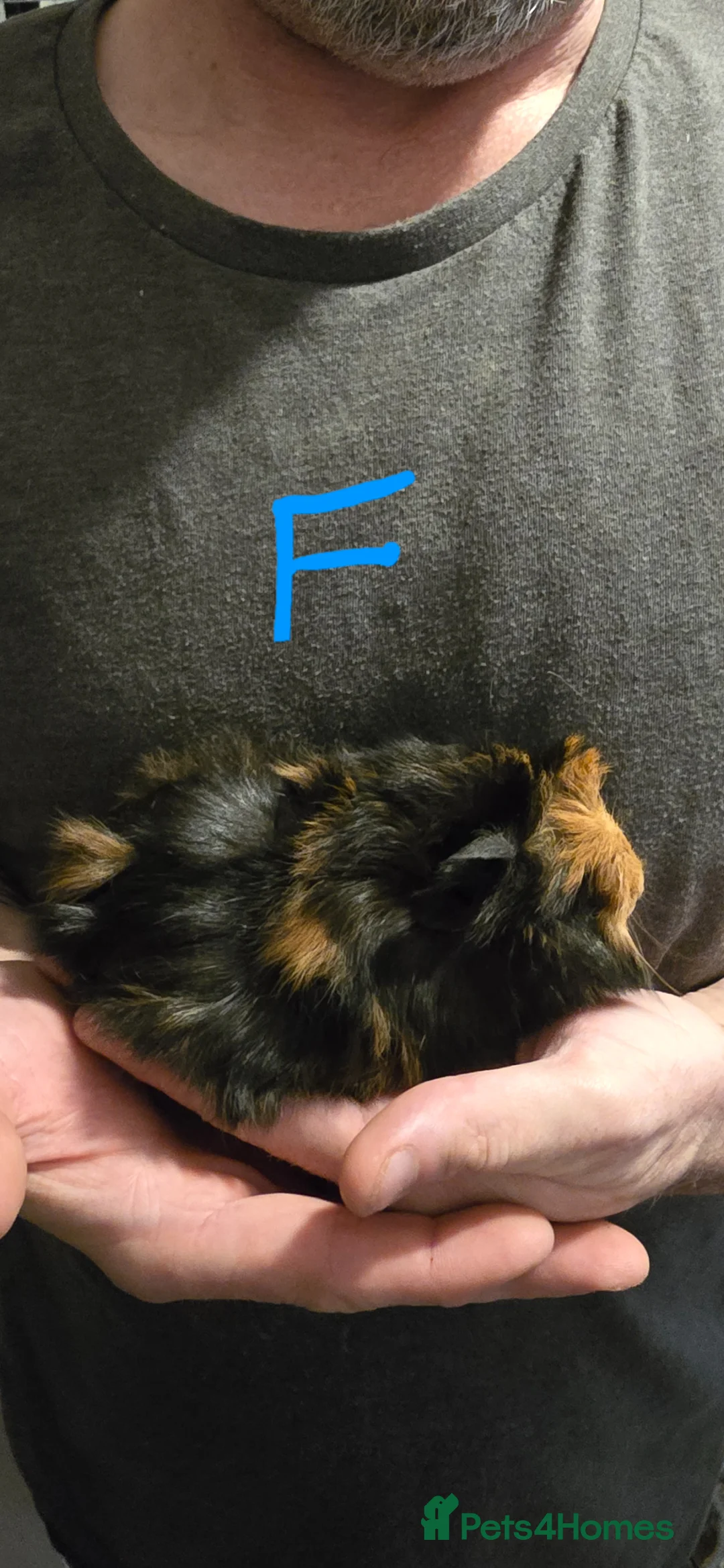 Guinea Pig rodents for sale: Baby guinea pigs - Advert 2