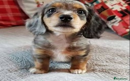 Miniature Dachshund dogs for sale: Beautiful daschund puppies for sale  - Image 6