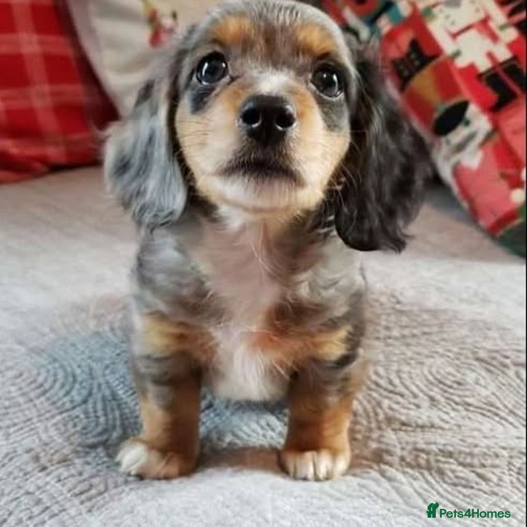 Miniature Dachshund dogs for sale: Beautiful daschund puppies for sale  - Image 6