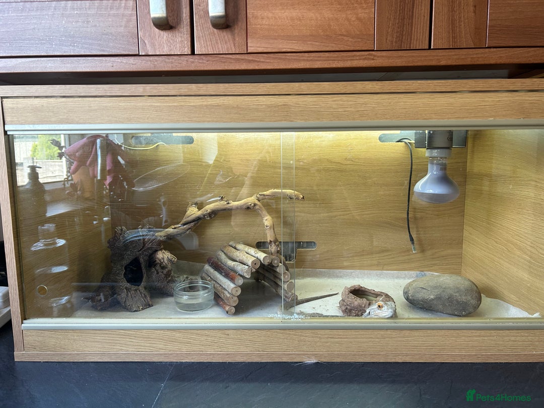Bearded Dragon reptiles for sale: Male Beardie looking to be rehomed in Bury - Image 2