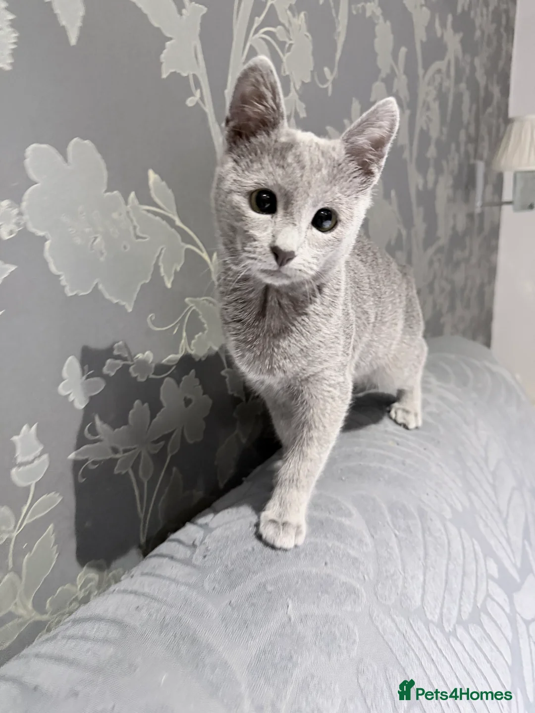 Russian Blue cats for sale: Adorable Russian blue kitten champion bloodline - Advert 13