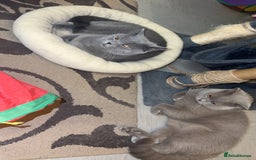 British Shorthair cats for sale: British short hair Cats - Advert 16