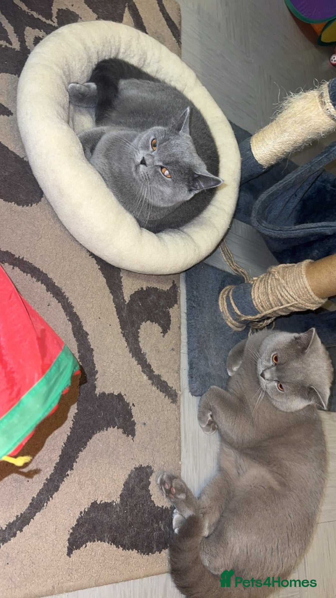 British Shorthair cats for sale: British short hair Cats - Advert 16