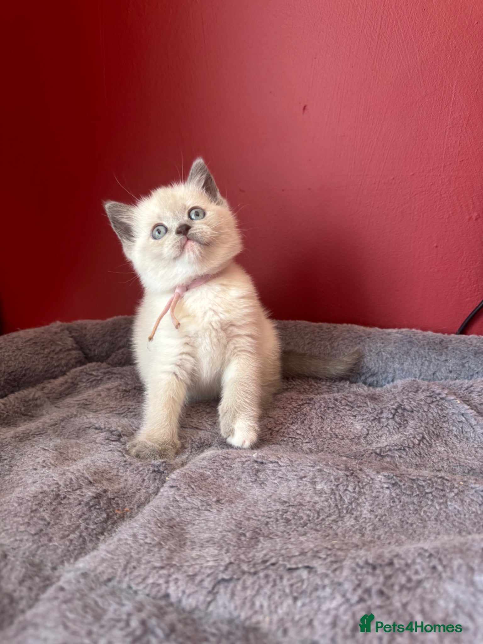 British Shorthair cats for sale: Gorgeous GCCF colourpoints  - Advert 7