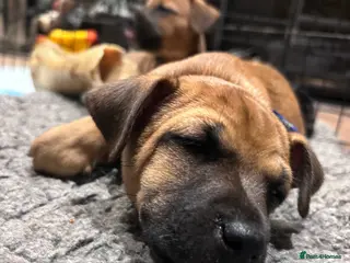 Jack Russell dogs Jack Russells. Sweet, friendly & healthy litter - Advert 5