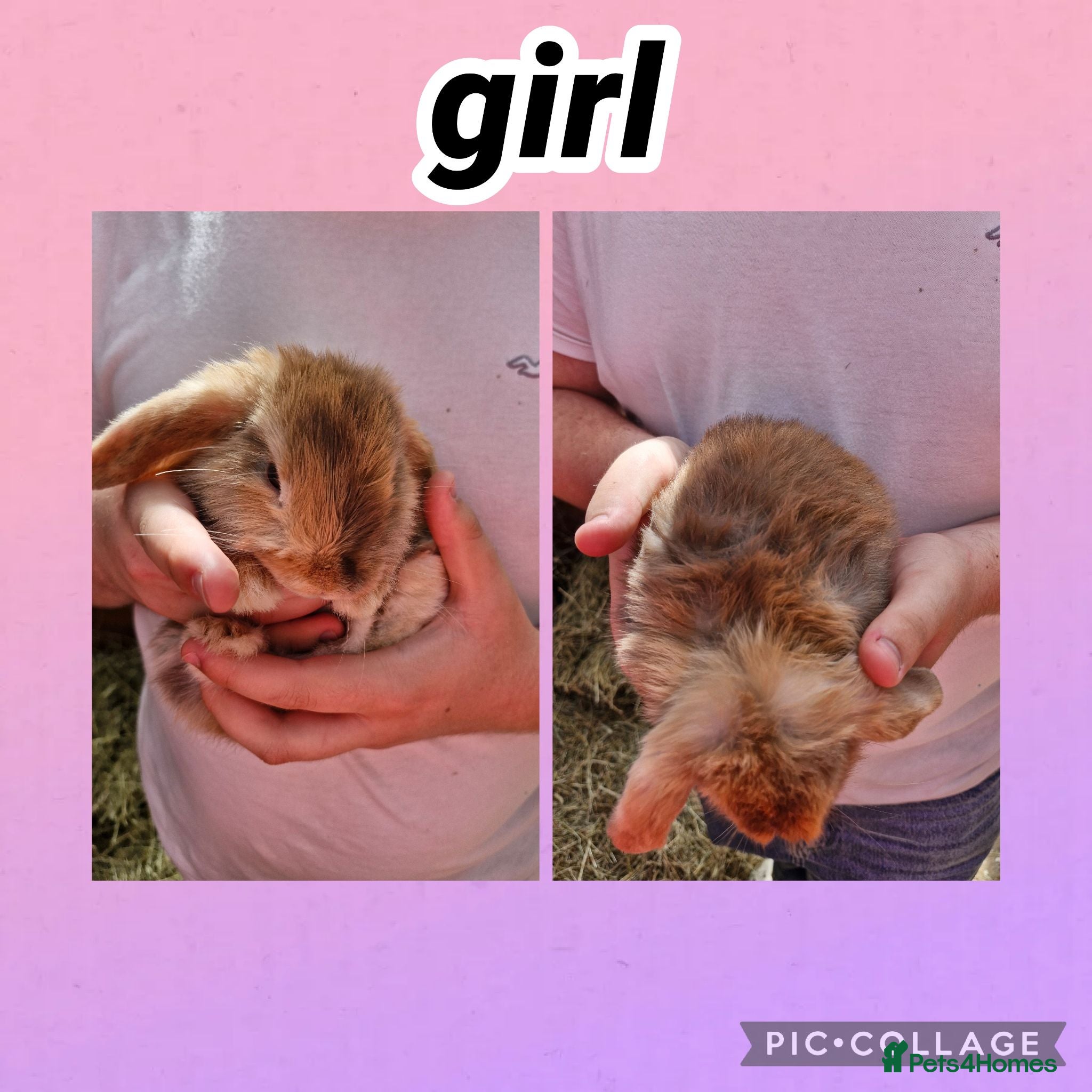 Mini Lop rabbits **mini lops ready now ** - Advert 1