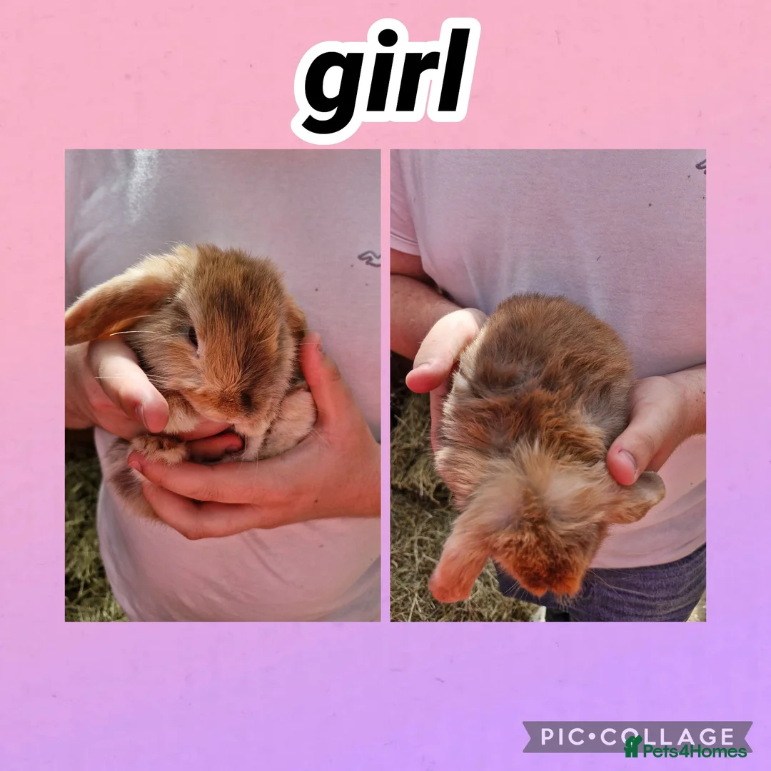 Mini Lop rabbits for sale: **mini lops ready now ** - Advert 1