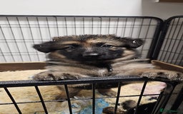 German Shepherd dogs for sale: German shepherd artic wolfdog puppies  - Image 4