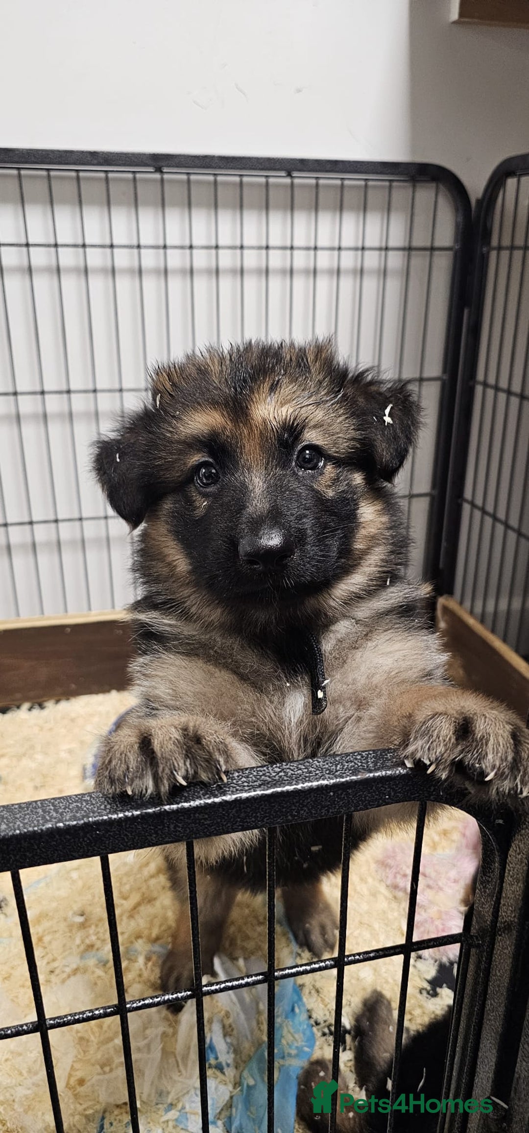 German Shepherd dogs for sale: German shepherd artic wolfdog puppies  - Image 4
