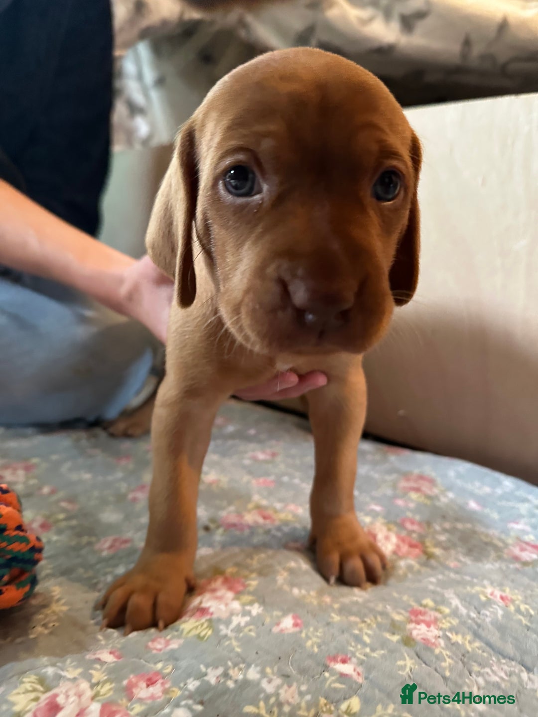 Mixed Breed dogs for sale: Vizla x Fox Red Lab (75/25) Puppies - Image 31