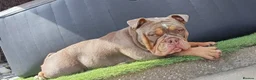 English Bulldog dogs for stud: Handsome Lilac boy for Stud in Gravesend - Advert 4