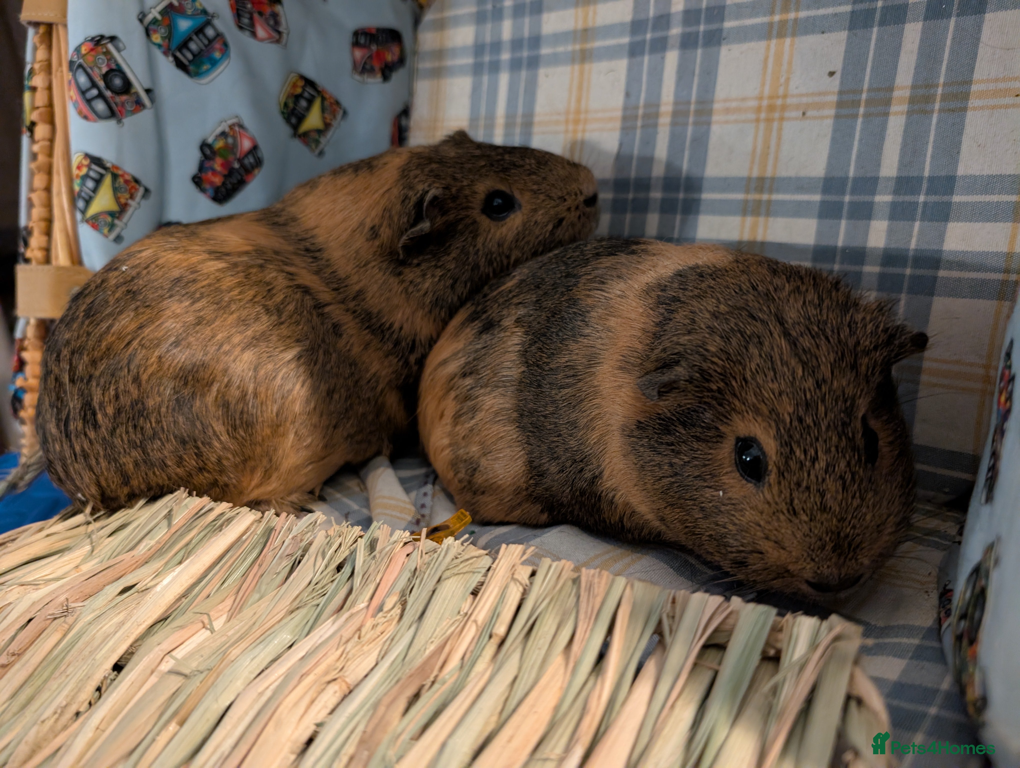 Guinea Pig rodents Guinea pig couple - 5 months old - Advert 2