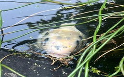 Koi Carp fish for sale: 3 Koi fish for sale - Image 17