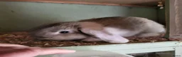 Mini Lop rabbits for sale: Mini Lop Bunnies ready to leave 2 - remaining  - Advert 5