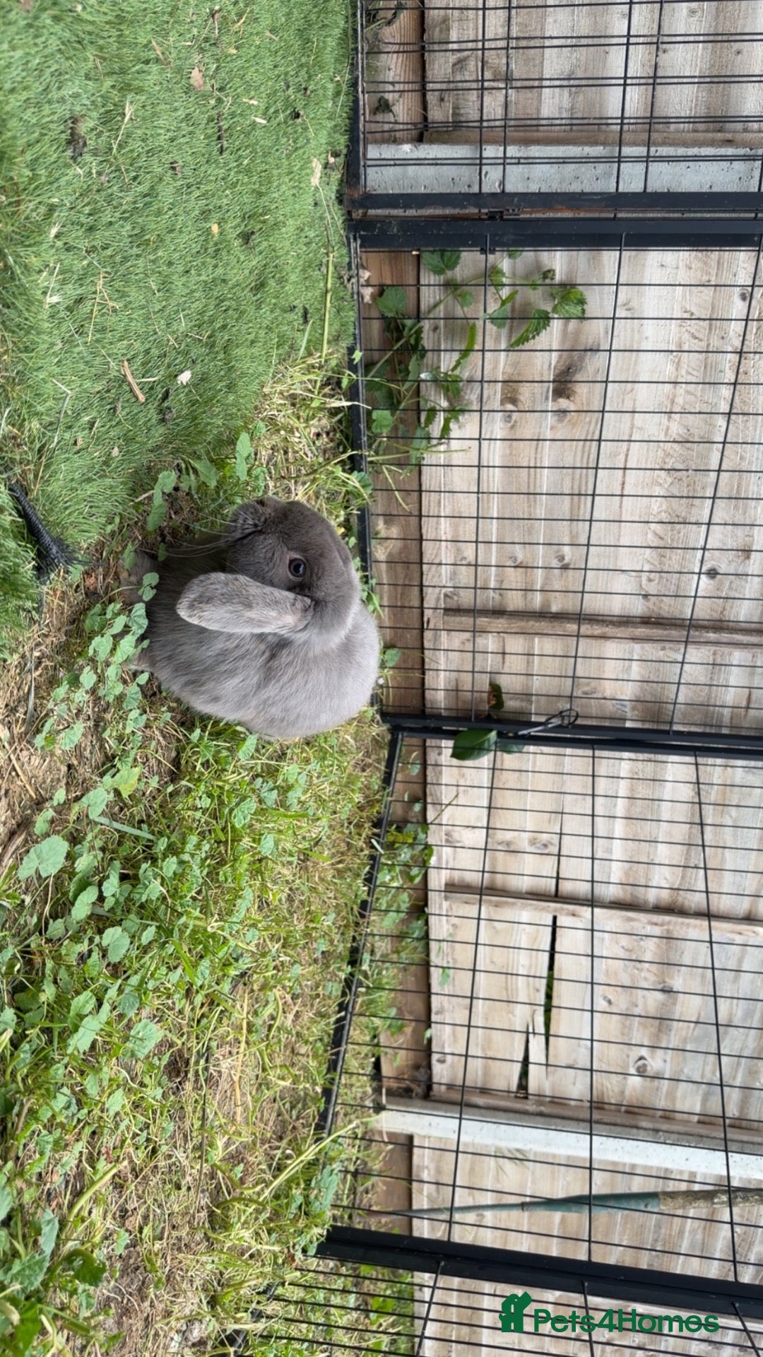 Mini Lop rabbits Vaccinated Mini Lop male  - Advert 8