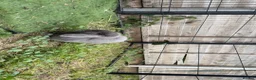 Mini Lop rabbits for sale: Vaccinated Mini Lop male  - Advert 1