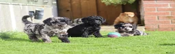 Cockapoo dogs for sale: Beautiful Cockapoo puppies for sale  - Advert 25