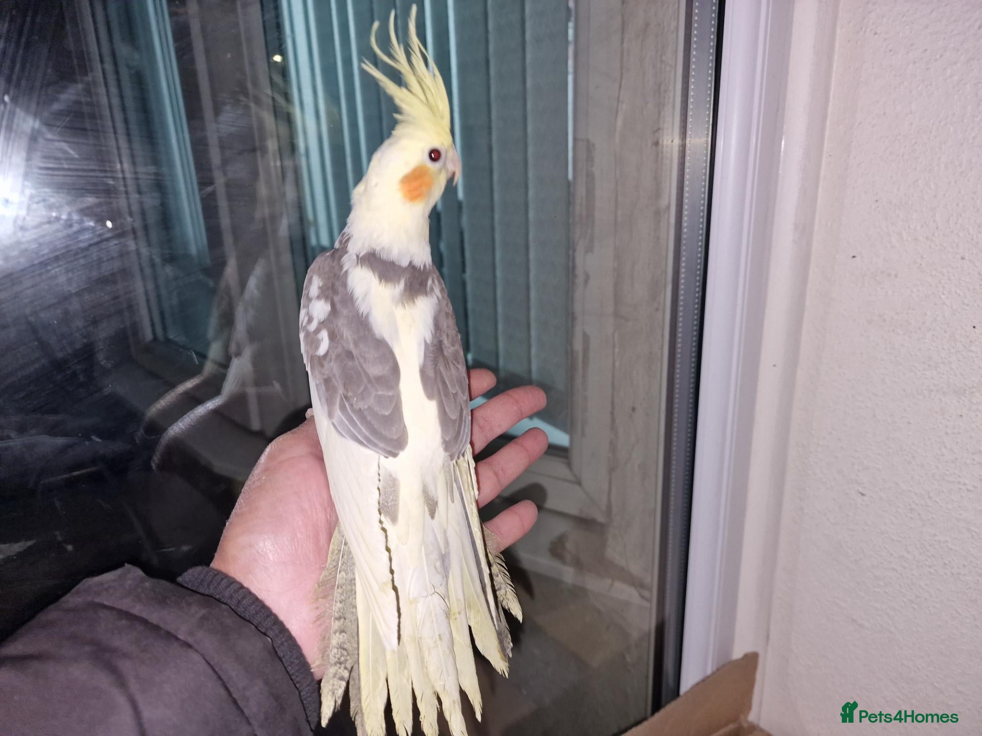 Cockatiels birds for sale: Hand tamed baby cockatiels  - Advert 10
