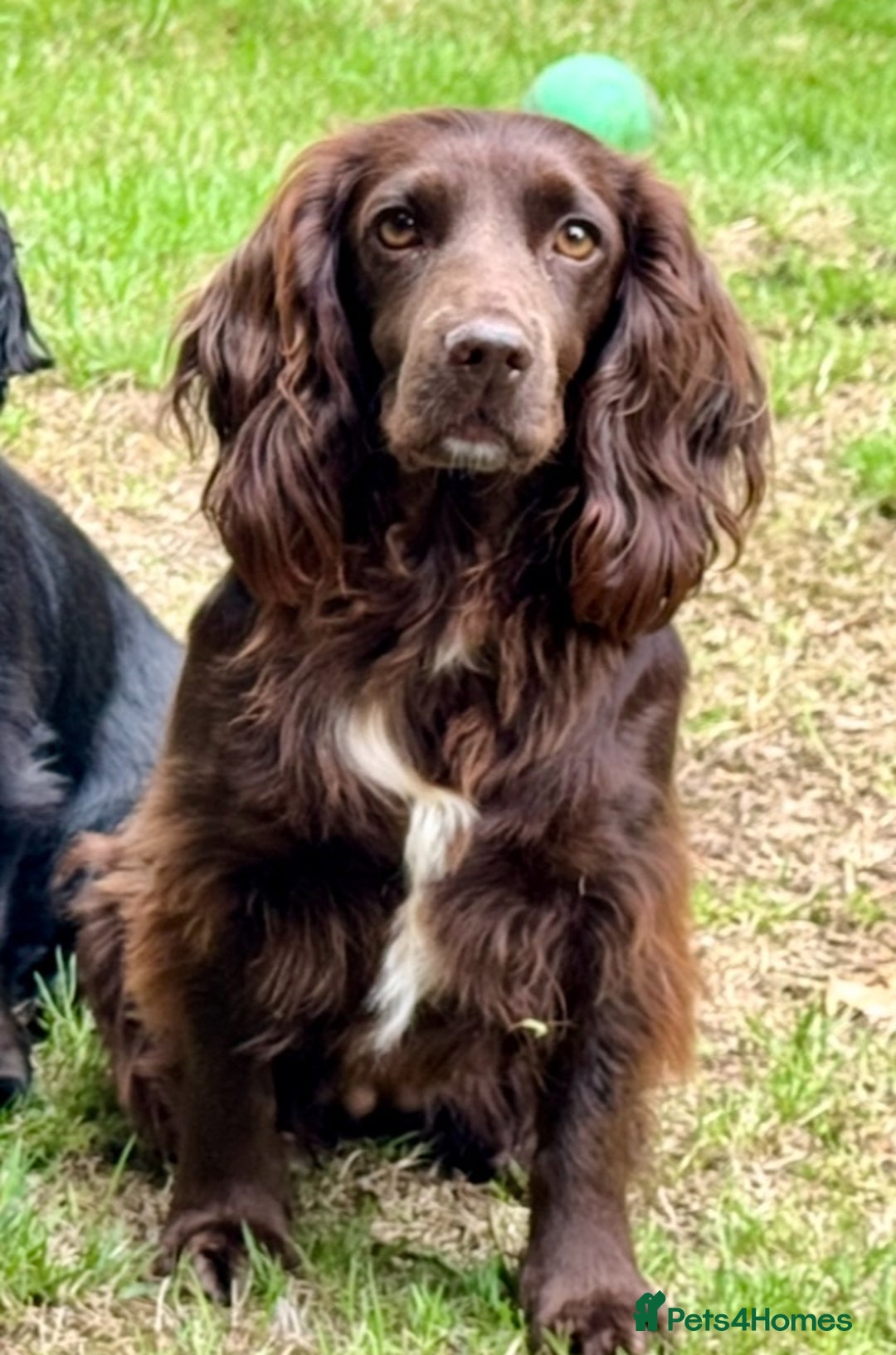 Cocker Spaniel dogs for sale: KC Registered Working Cocker Spaniels - Advert 4