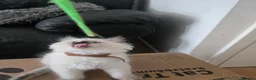 Ragdoll cats for sale: Ragamese ragdoll Siamese kittens  - Advert 14