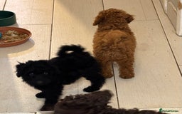 Toy Poodle dogs for sale: Beautiful hypoallergenic Toy poodle pups - Image 4