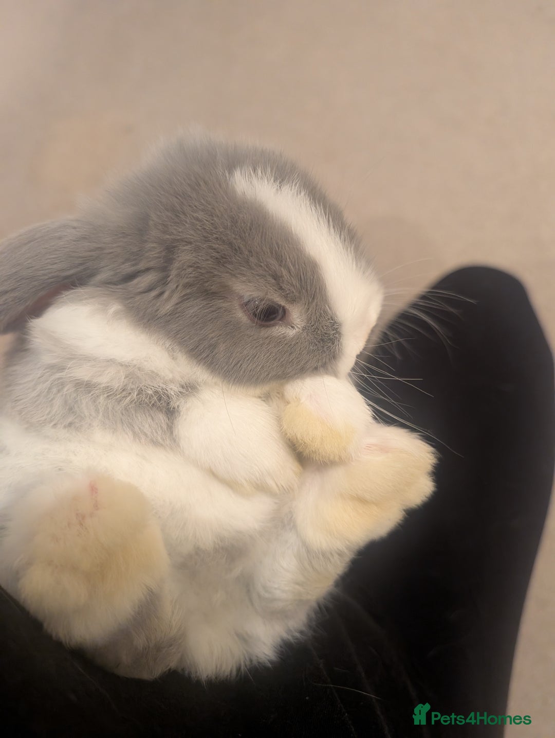 Mini Lop rabbits for sale: Mini loop  - Image 7