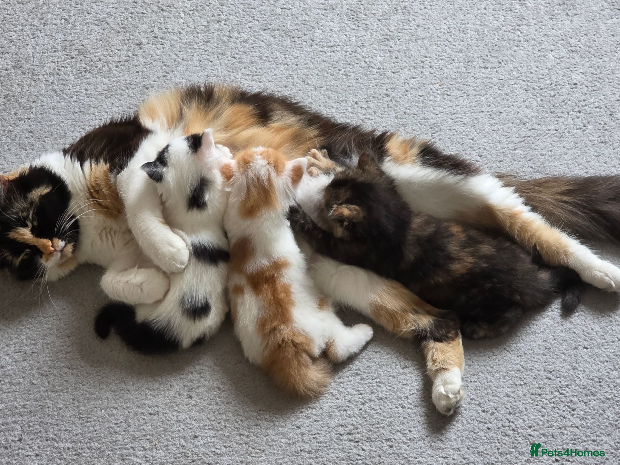 European cats 3 kitten for sale looking for forever home - Advert 8
