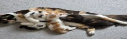 European cats for sale: 3 kitten for sale looking for forever home - Advert 1