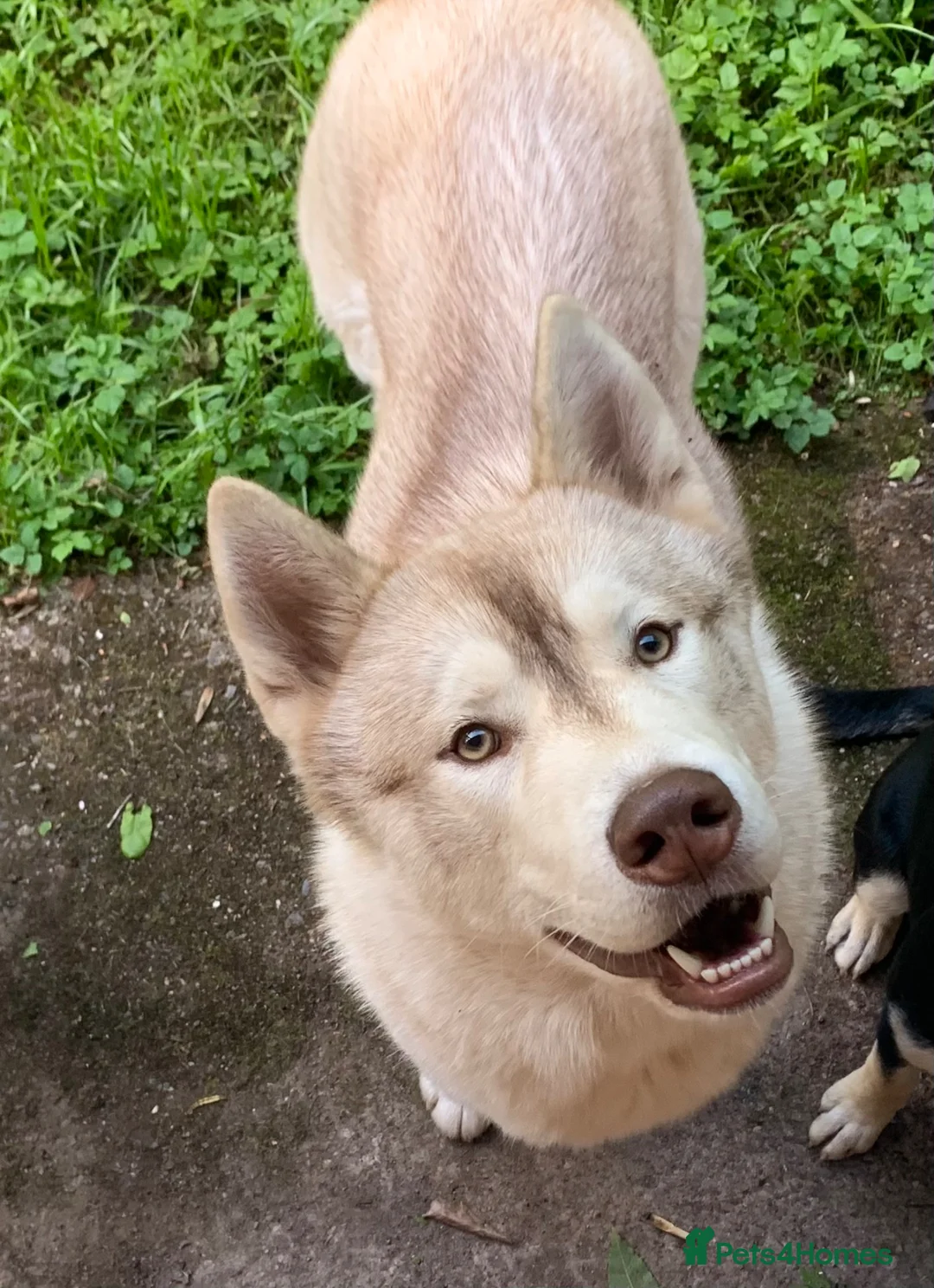 Siberian Husky dogs for stud: Husky for Stud in Worcester - Advert 2
