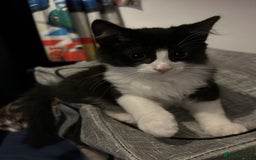 Mixed Breed cats for sale: 1 female kittens for Sale - Advert 26