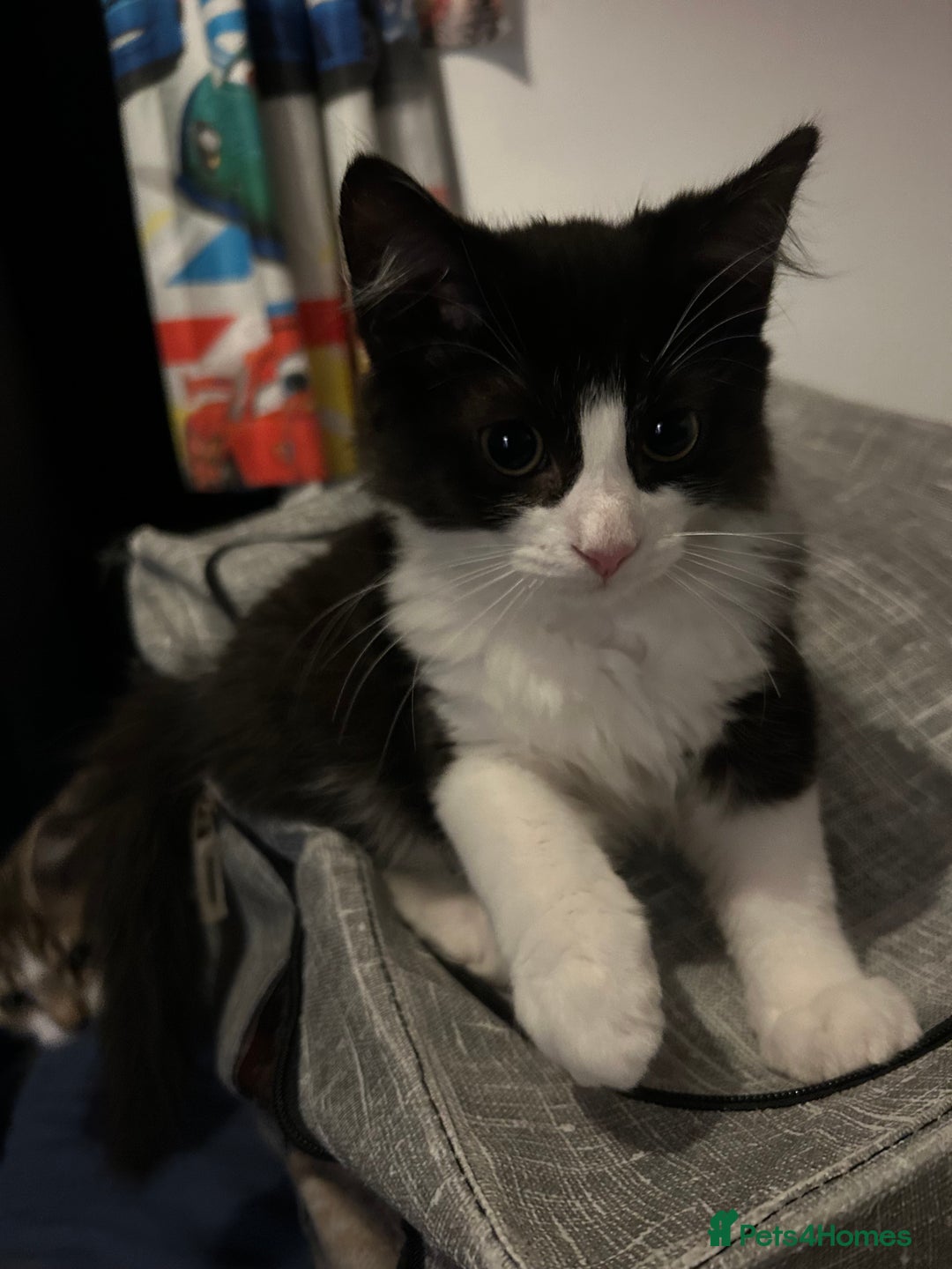 Mixed Breed cats for sale: 1 female kittens for Sale - Advert 26