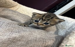 Persian cats for sale: Persian mother tabby daddy - Image 8