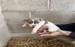 Jack Russell dogs for sale: Lilac & Tan Miniature Jack Russel  - Image 20