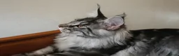Maine Coon cats for sale: Last Stunning GCCF reg. Maine Coon Boy! - Advert 7