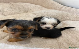 Yorkshire Terrier dogs for sale: Yorkshire terrier mini pups  - Image 4