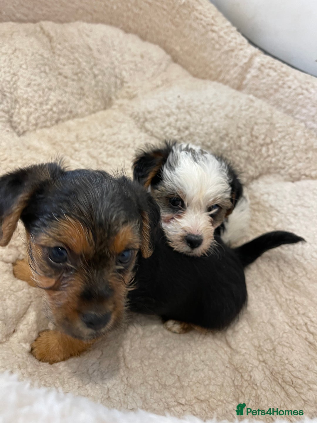 Yorkshire Terrier dogs for sale: Yorkshire terrier mini pups  - Image 4